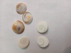 Gomati Chakra