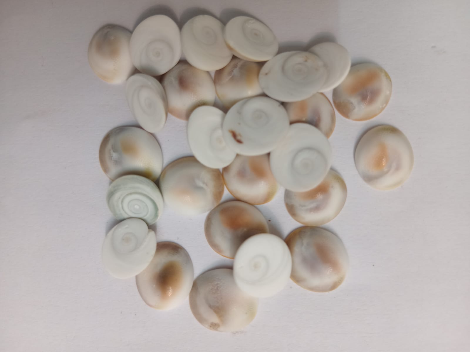 Gomati Chakra