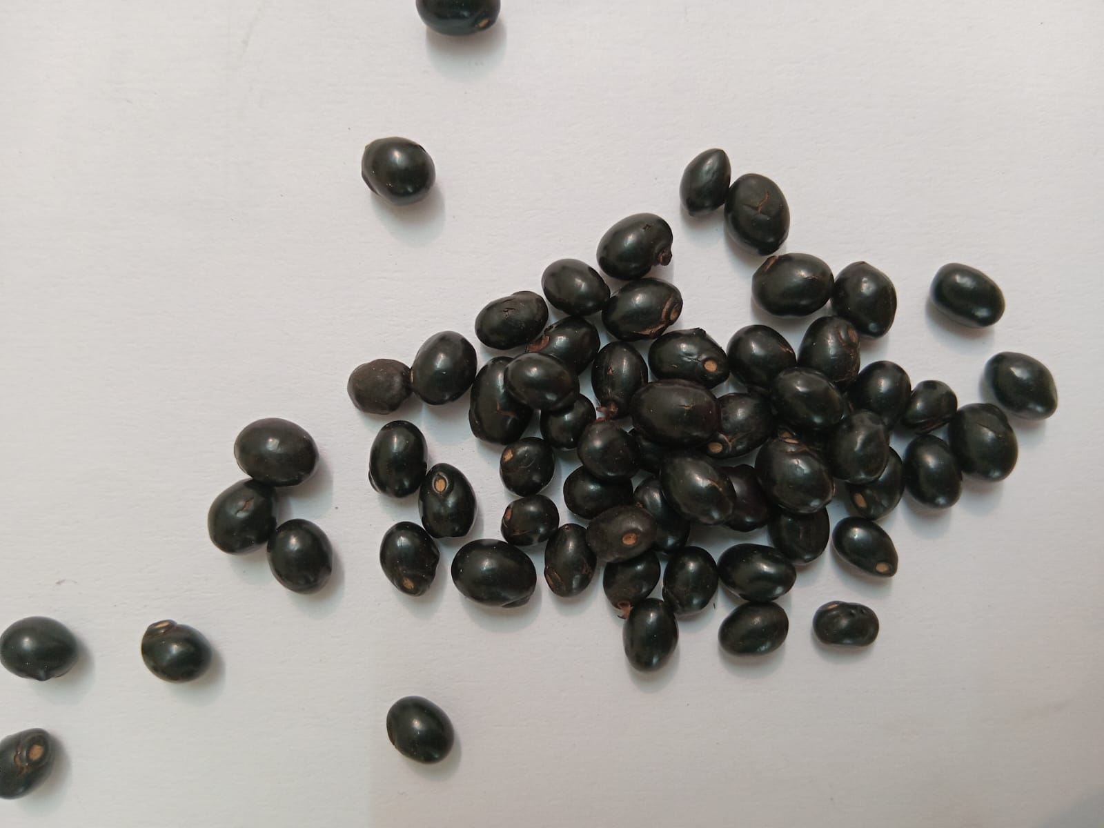 Chirmi Seeds / Gjunja Seeds