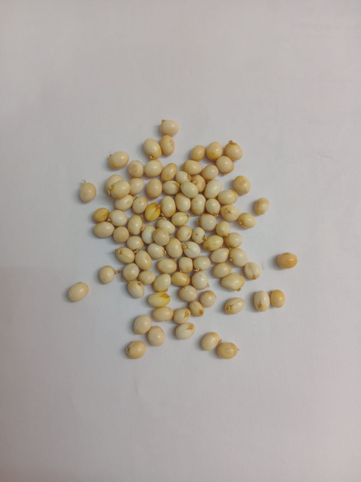 Chirmi Seeds / Gjunja Seeds